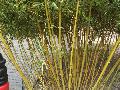 Robert Young Bamboo / Phyllostachys viridis 